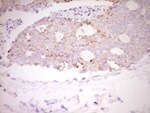 FOS Antibody in Immunohistochemistry (Paraffin) (IHC (P))