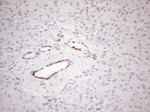 FOS Antibody in Immunohistochemistry (Paraffin) (IHC (P))