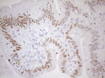 FOS Antibody in Immunohistochemistry (Paraffin) (IHC (P))