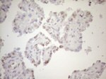 FOS Antibody in Immunohistochemistry (Paraffin) (IHC (P))