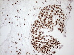 FOS Antibody in Immunohistochemistry (Paraffin) (IHC (P))