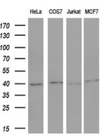 FOS Antibody in Western Blot (WB)