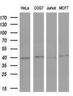 FOS Antibody in Western Blot (WB)