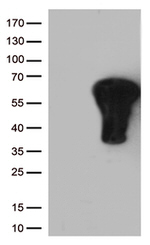 FOS Antibody in Western Blot (WB)