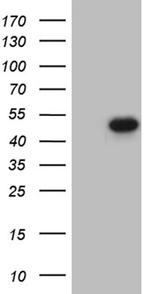 FOSL2 Antibody in Western Blot (WB)