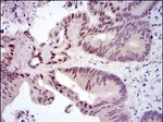 c-Fos Antibody in Immunohistochemistry (Paraffin) (IHC (P))