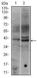 c-Fos Antibody in Western Blot (WB)