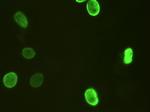 FOXA2 Antibody in Immunocytochemistry (ICC/IF)