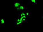 FOXA2 Antibody in Immunocytochemistry (ICC/IF)