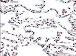 FOXA2 Antibody in Immunohistochemistry (Paraffin) (IHC (P))