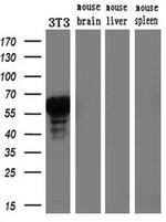 FOXA2 Antibody in Western Blot (WB)