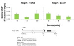 FOXO1 Antibody in ChIP Assay (ChIP)