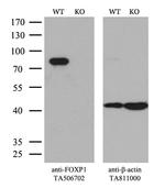 FOXP1 Antibody in Western Blot (WB)