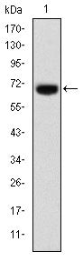 FOXP2 Antibody in Western Blot (WB)