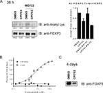 FOXP3 Antibody in Western Blot, Immunoprecipitation (WB, IP)