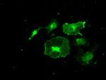 FRK Antibody in Immunocytochemistry (ICC/IF)