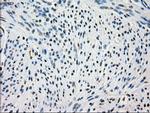 FRK Antibody in Immunohistochemistry (Paraffin) (IHC (P))