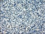 FRK Antibody in Immunohistochemistry (Paraffin) (IHC (P))