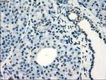 FRK Antibody in Immunohistochemistry (Paraffin) (IHC (P))