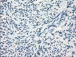 FRK Antibody in Immunohistochemistry (Paraffin) (IHC (P))