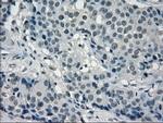 FRK Antibody in Immunohistochemistry (Paraffin) (IHC (P))