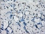 FRK Antibody in Immunohistochemistry (Paraffin) (IHC (P))