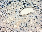 FRK Antibody in Immunohistochemistry (Paraffin) (IHC (P))