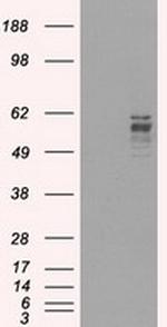 FRK Antibody in Western Blot (WB)