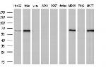 FRK Antibody in Western Blot (WB)