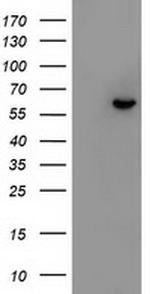 FRK Antibody in Western Blot (WB)