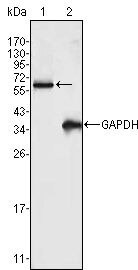 FRK Antibody in Western Blot (WB)