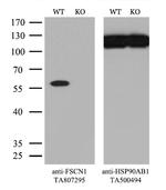 FSCN1 Antibody