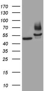 FSCN1 Antibody in Western Blot (WB)