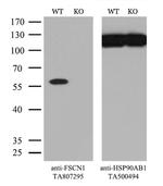 FSCN1 Antibody in Western Blot (WB)
