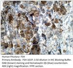 FSH Antibody in Immunohistochemistry (IHC)