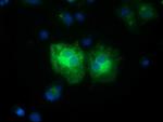 FSHB Antibody in Immunocytochemistry (ICC/IF)