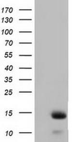 FSHB Antibody in Western Blot (WB)