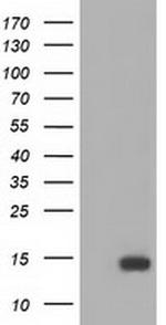 FSHB Antibody in Western Blot (WB)