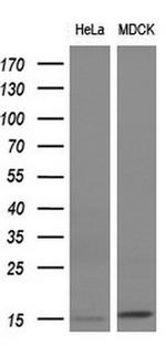 FSHB Antibody in Western Blot (WB)