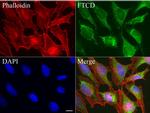 FTCD Antibody in Immunocytochemistry (ICC/IF)