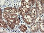 FTCD Antibody in Immunohistochemistry (Paraffin) (IHC (P))