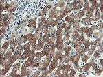 FTCD Antibody in Immunohistochemistry (Paraffin) (IHC (P))