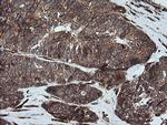 FTCD Antibody in Immunohistochemistry (Paraffin) (IHC (P))