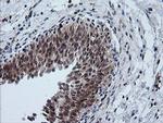 FTCD Antibody in Immunohistochemistry (Paraffin) (IHC (P))