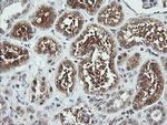 FTCD Antibody in Immunohistochemistry (Paraffin) (IHC (P))