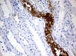 FTCD Antibody in Immunohistochemistry (Paraffin) (IHC (P))