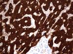 FTCD Antibody in Immunohistochemistry (Paraffin) (IHC (P))