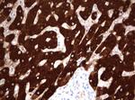 FTCD Antibody in Immunohistochemistry (Paraffin) (IHC (P))