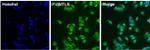 FUS Antibody in Immunocytochemistry (ICC/IF)