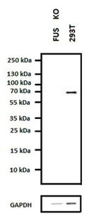 FUS Antibody